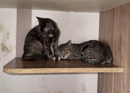 Кошеня шукає дім