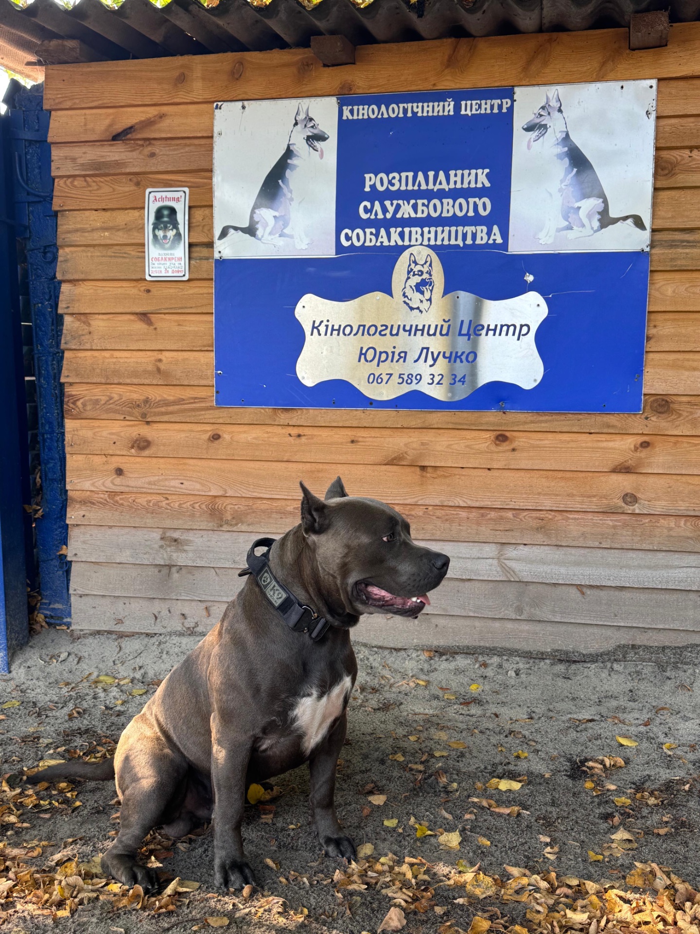 Молодий, здоровий та активний кобель, шукає наречену)