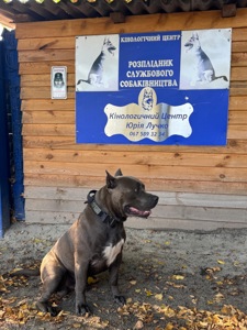 Молодий, здоровий та активний кобель, шукає наречену)