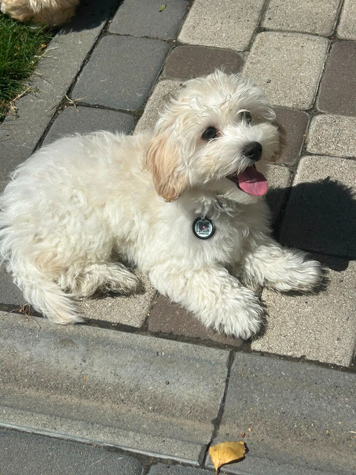 Маленьки улюбленці, поспішайте залишилось двоє малюків🐶🐶