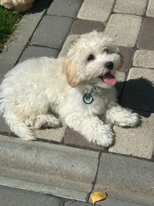 Маленьки улюбленці, поспішайте залишилось двоє малюків🐶🐶