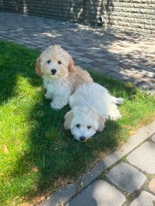 Маленьки улюбленці, поспішайте залишилось двоє малюків🐶🐶