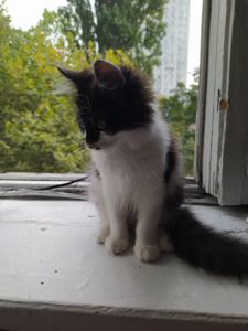Віддам котика в хороші руки