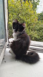 Віддам котика в хороші руки