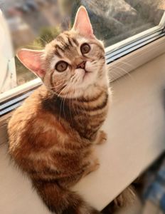 Продам неймовірно красивих кошенят Скотіш Страйт