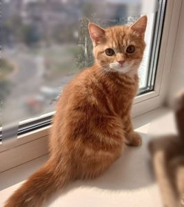 Продам неймовірно красивих кошенят Скотіш Страйт