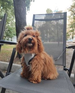 Мальтипу ф1 мальчик СРОЧНО