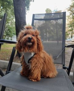 Мальтипу ф1 мальчик СРОЧНО