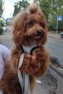 Мальтипу ф1 мальчик СРОЧНО