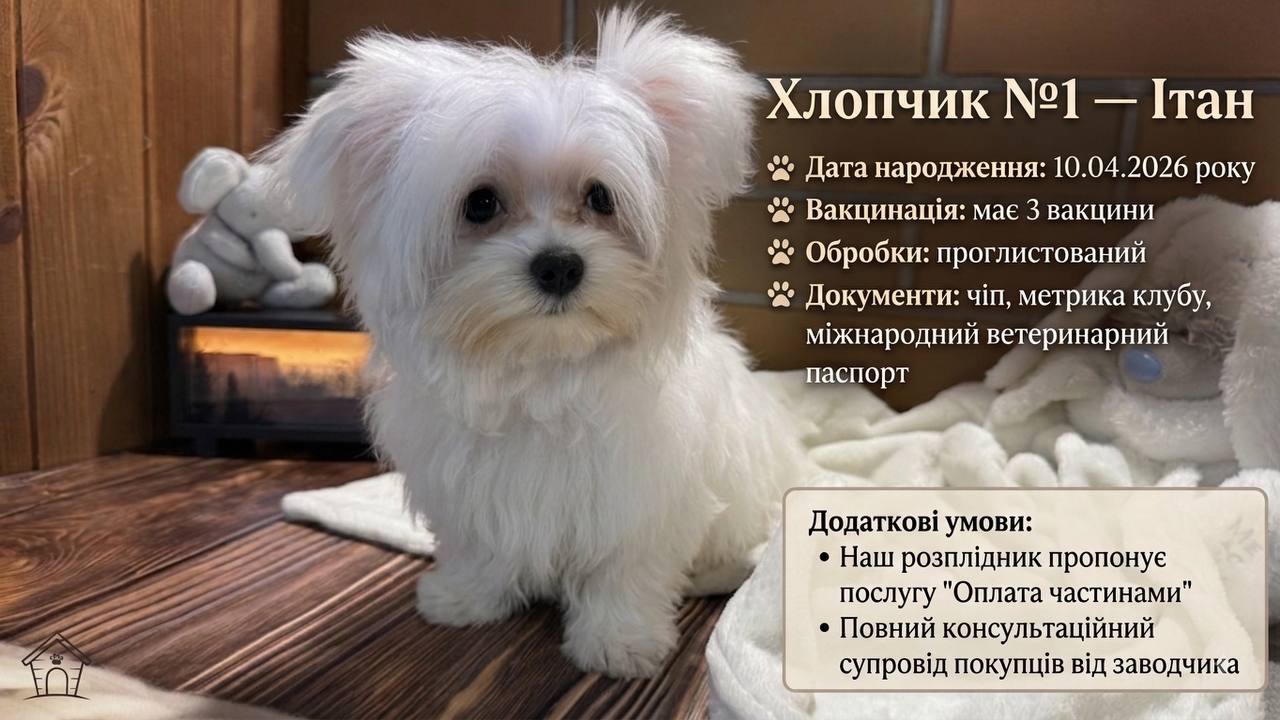 Цуценята мальтезе(мальтійська болонка)