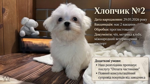 Цуценята мальтезе(мальтійська болонка)