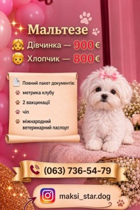 Цуценята мальтезе(мальтійська болонка)