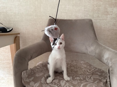 Кошеня Лакі, 2,5 місяці