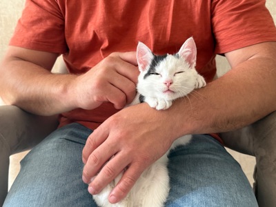 Кошеня Лакі, 2,5 місяці
