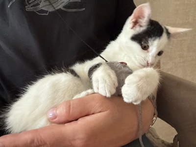 Кошеня Лакі, 2,5 місяці