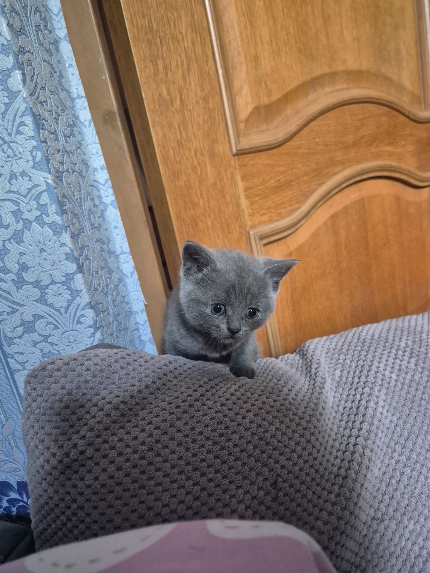Кошенята британці