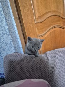 Кошенята британці