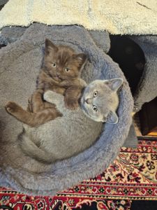 Кошенята британці