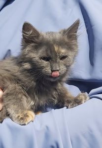 Маленька чарівна Ненсі шукає свою родину киця кошеня котенок кошенята котята