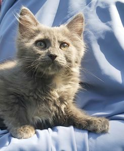 Маленька чарівна Ненсі шукає свою родину киця кошеня котенок кошенята котята