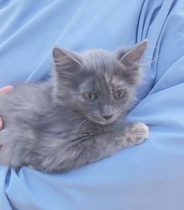 Маленька чарівна Ненсі шукає свою родину киця кошеня котенок кошенята котята