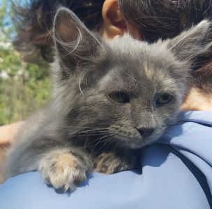 Маленька чарівна Ненсі шукає свою родину киця кошеня котенок кошенята котята