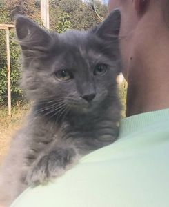 Маленька чарівна Ненсі шукає свою родину киця кошеня котенок кошенята котята