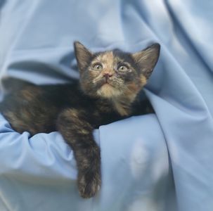 Чарівна киця Марго шукає родину 2 міс кошеня кошенята котенок котята киця кіт