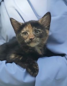 Чарівна киця Марго шукає родину 2 міс кошеня кошенята котенок котята киця кіт