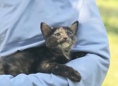 Чарівна киця Марго шукає родину 2 міс кошеня кошенята котенок котята киця кіт