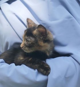 Чарівна киця Марго шукає родину 2 міс кошеня кошенята котенок котята киця кіт