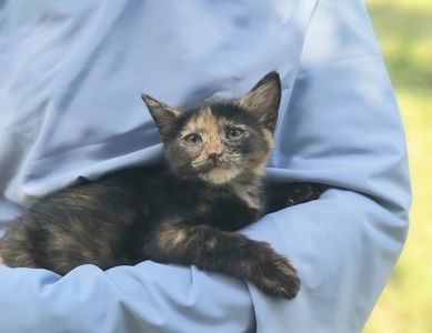 Чарівна киця Марго шукає родину 2 міс кошеня кошенята котенок котята киця кіт