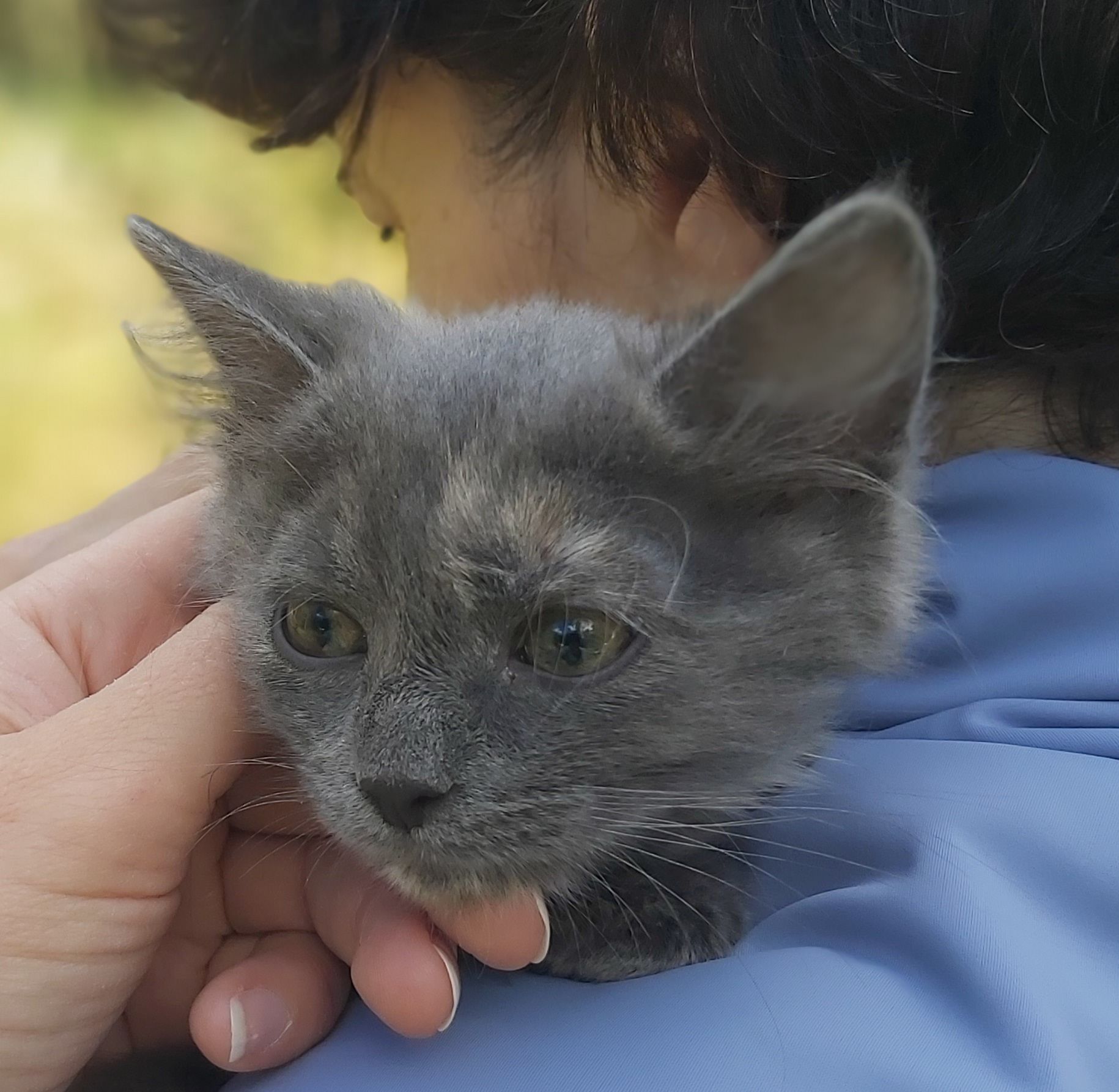 Маленька чарівна Ненсі шукає свою родину киця кошеня котенок кошенята котята