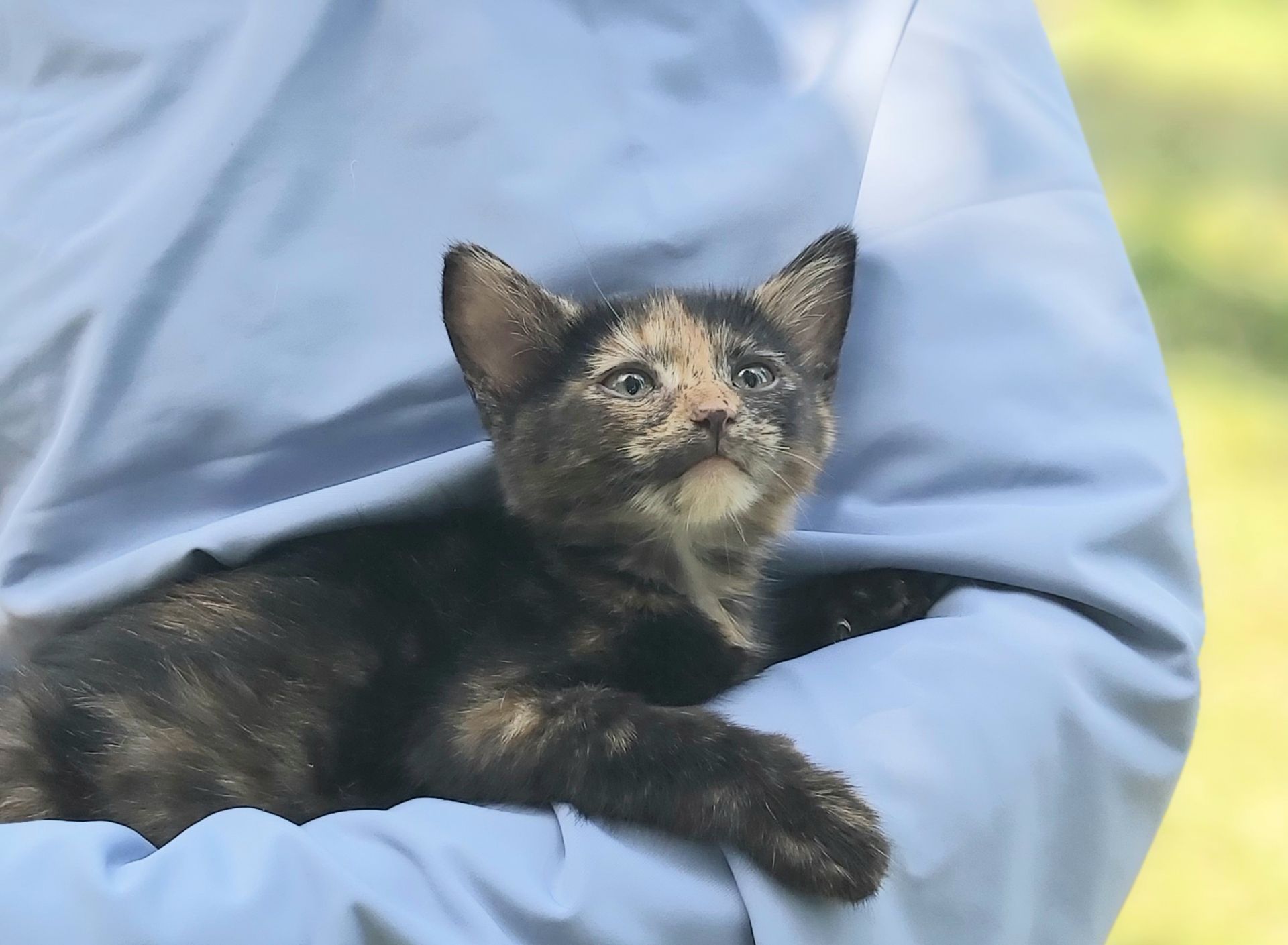 Чарівна киця Марго шукає родину 2 міс кошеня кошенята котенок котята киця кіт