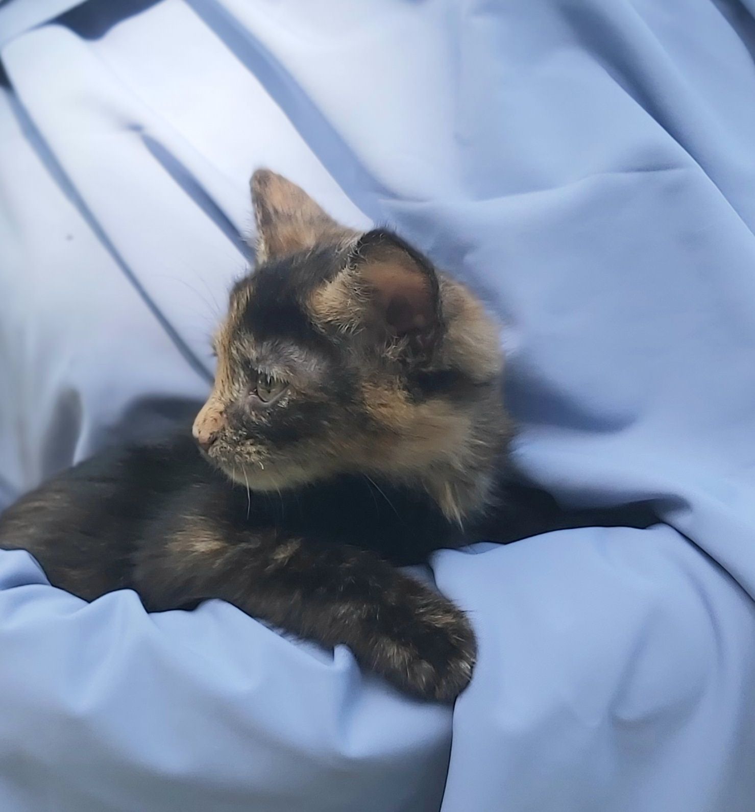 Чарівна киця Марго шукає родину 2 міс кошеня кошенята котенок котята киця кіт