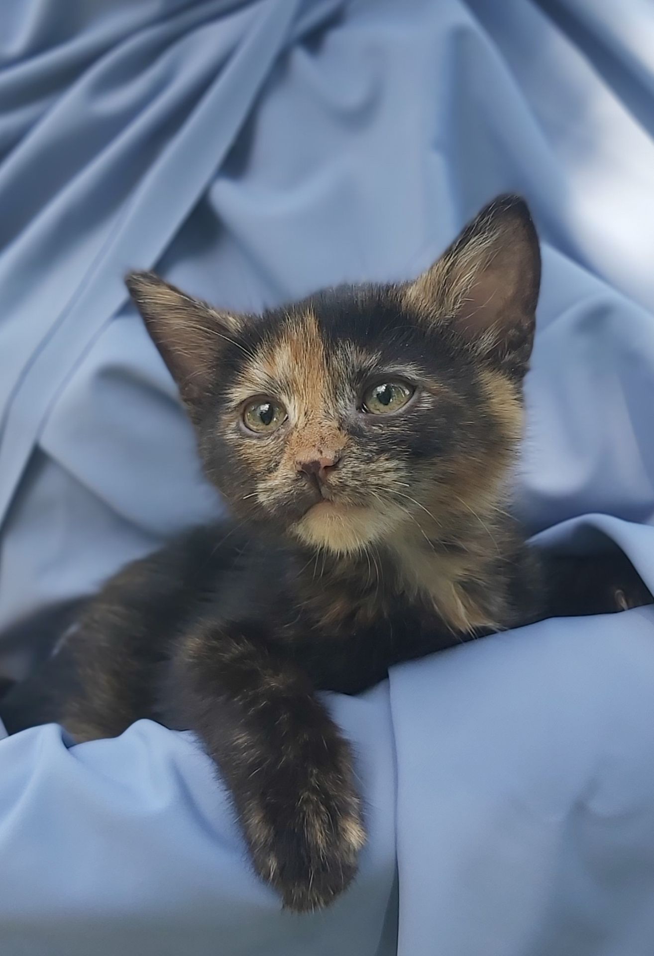 Чарівна киця Марго шукає родину 2 міс кошеня кошенята котенок котята киця кіт