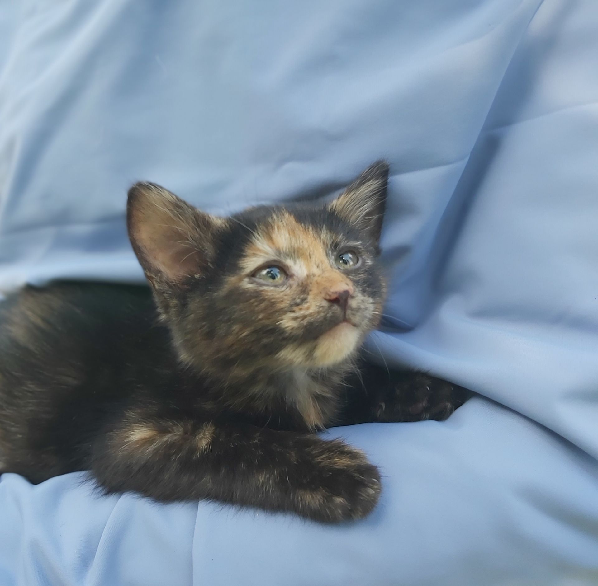 Чарівна киця Марго шукає родину 2 міс кошеня кошенята котенок котята киця кіт