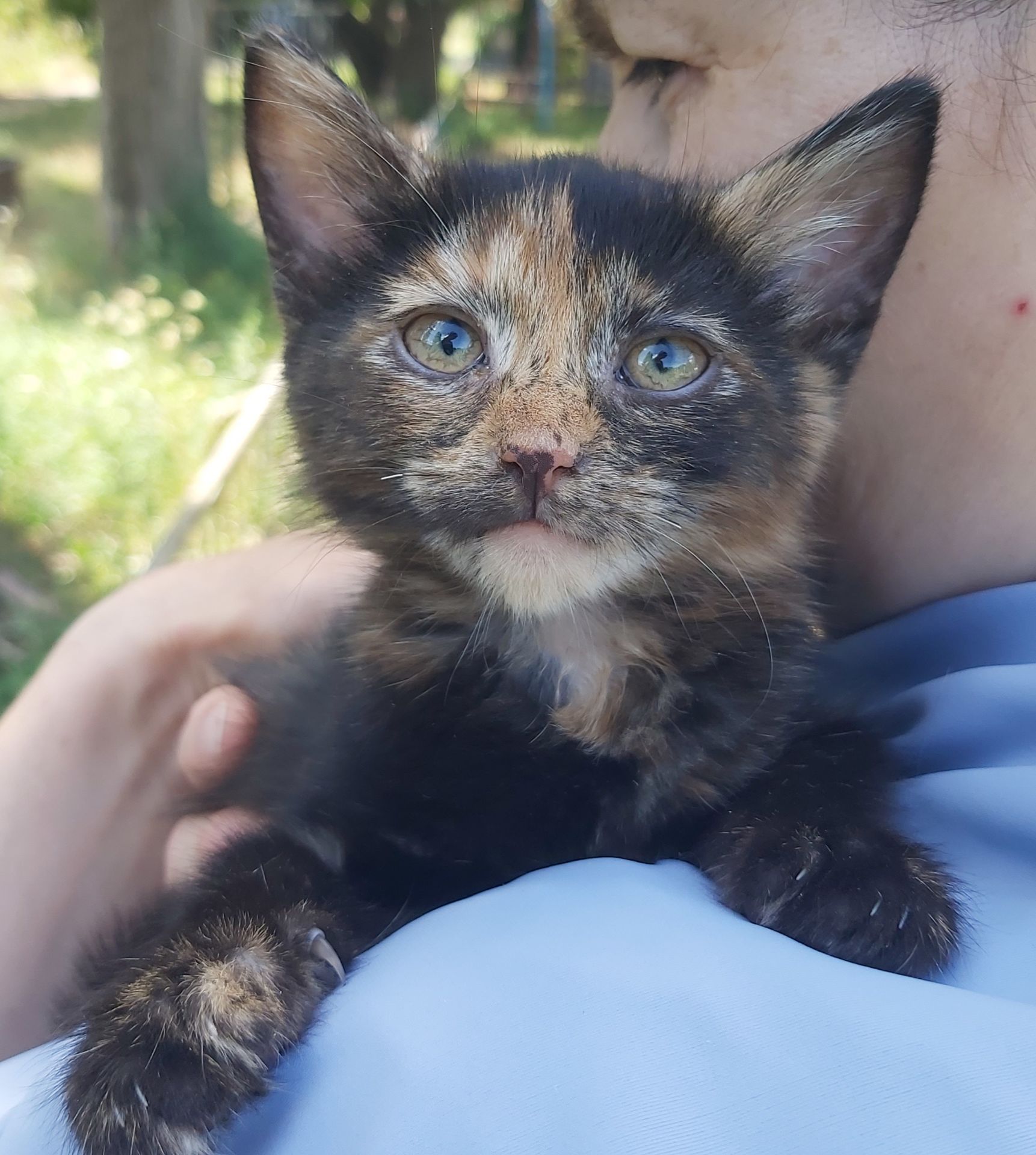Чарівна киця Марго шукає родину 2 міс кошеня кошенята котенок котята киця кіт