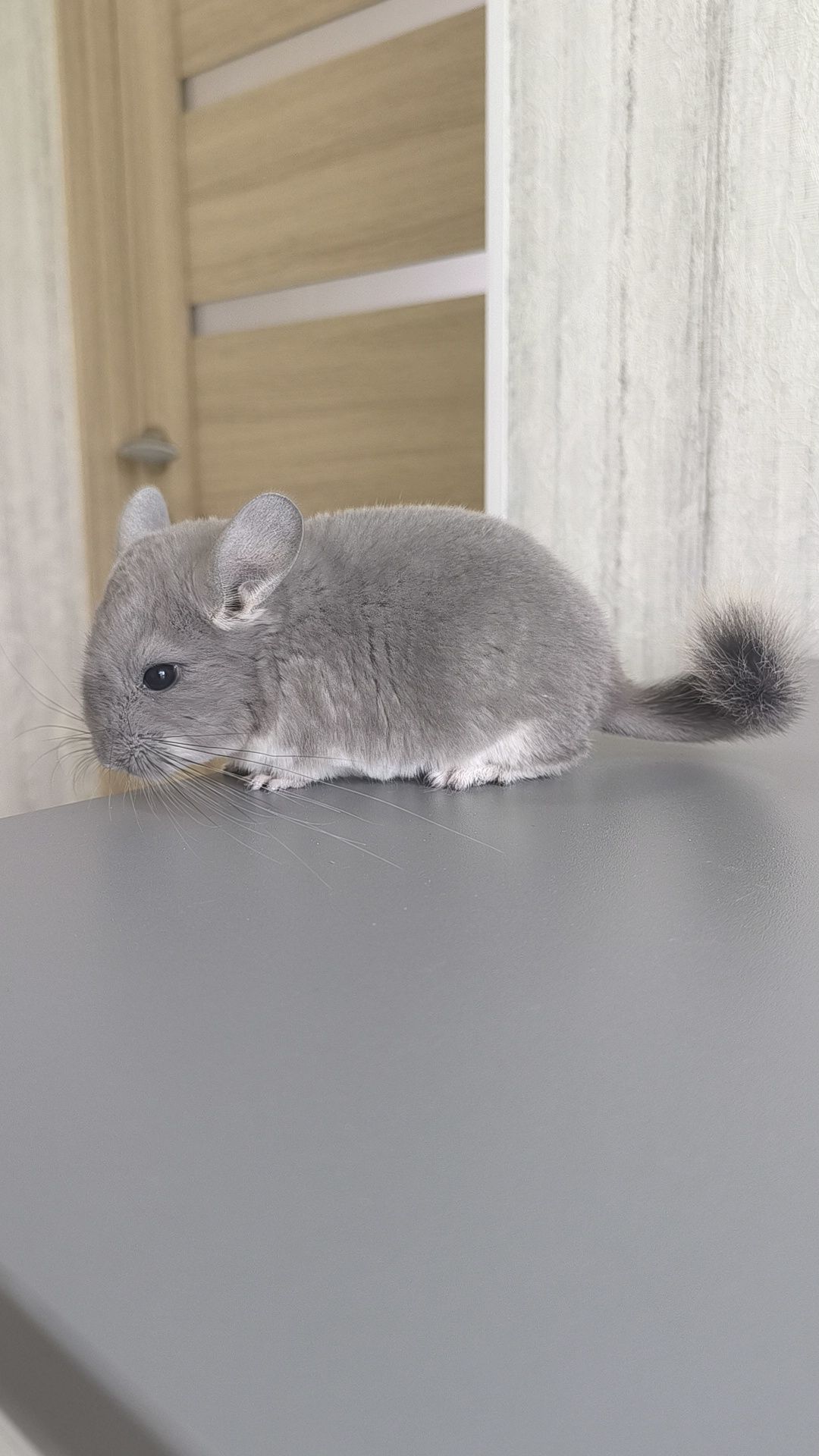 Хлопчик фіолет