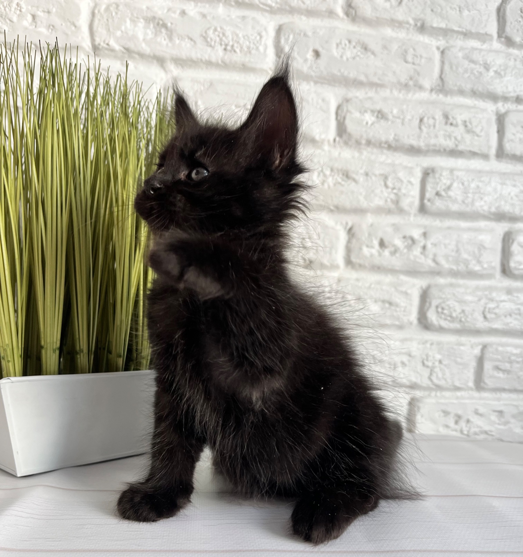 Хлопчик Мейн кун чорний