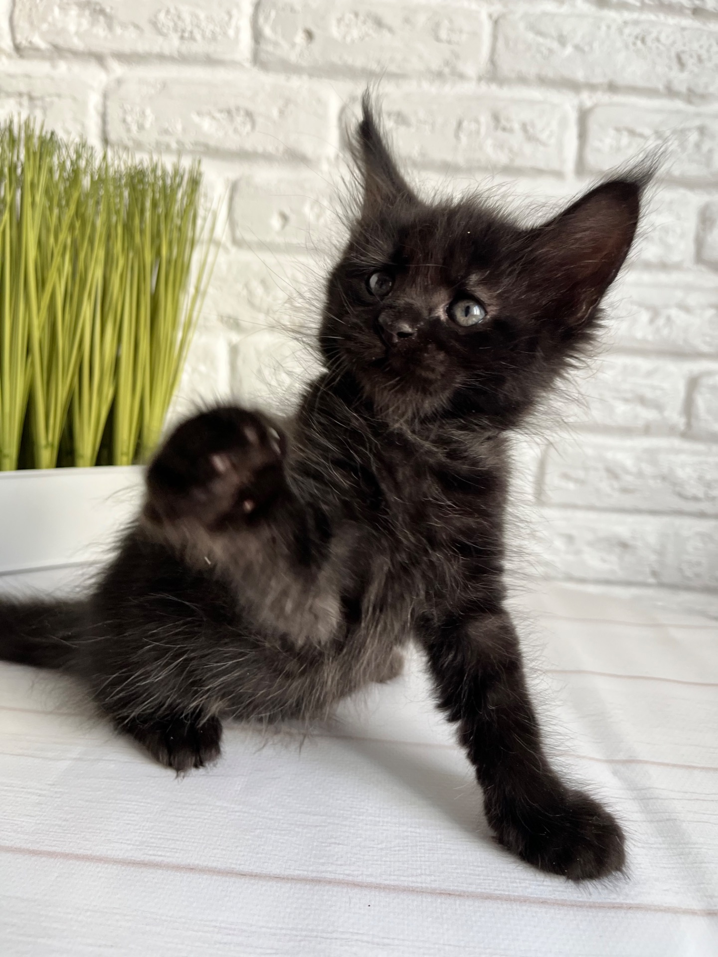 Хлопчик Мейн кун чорний