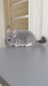 Хлопчик фіолет
