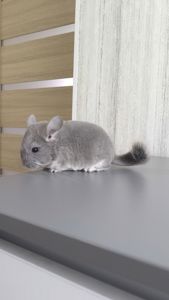 Хлопчик фіолет