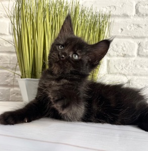 Хлопчик Мейн кун чорний