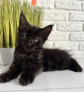 Хлопчик Мейн кун чорний
