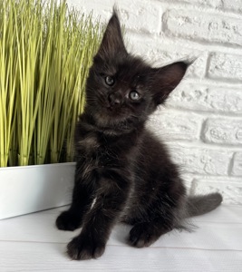Хлопчик Мейн кун чорний