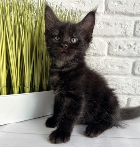 Хлопчик Мейн кун чорний