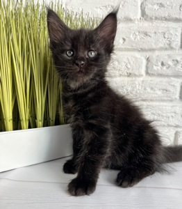 Хлопчик Мейн кун чорний