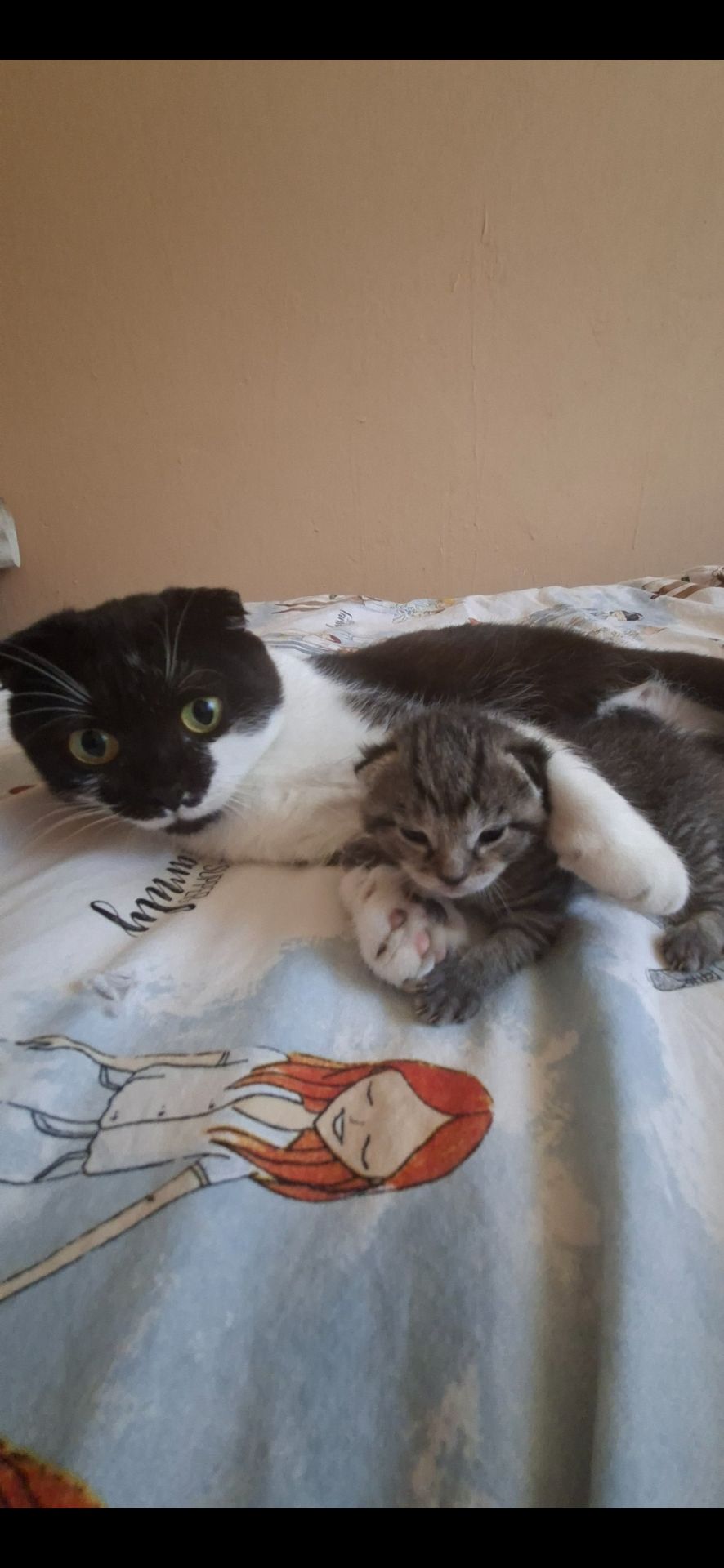 Котёнок