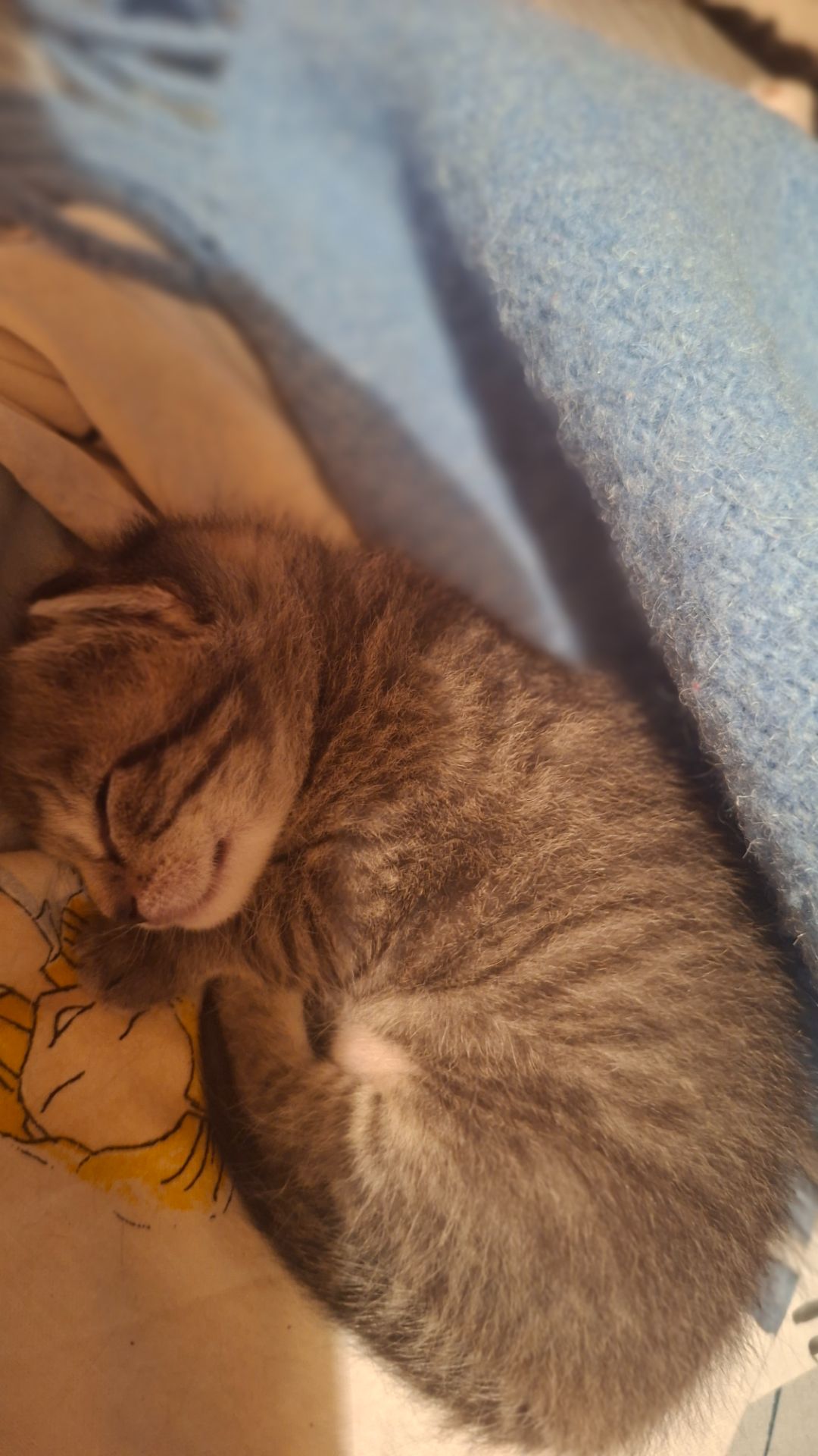 Котёнок